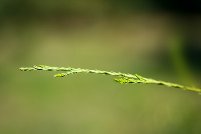 绿叶植物近距离摄影
